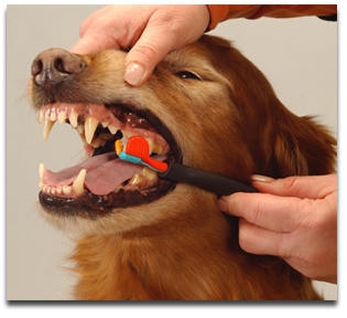 http://www.thepuppynetwork.com/brushingdogteeth.jpg